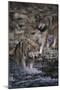 Gray Wolves Walking in River-DLILLC-Mounted Photographic Print