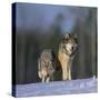 Gray Wolves Walking on Snow-DLILLC-Stretched Canvas