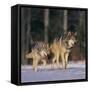 Gray Wolves Walking on Snow-DLILLC-Framed Stretched Canvas
