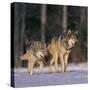 Gray Wolves Walking on Snow-DLILLC-Stretched Canvas