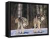 Gray Wolves Walking on Snow-DLILLC-Framed Stretched Canvas