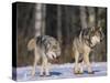 Gray Wolves Walking on Snow-DLILLC-Stretched Canvas