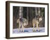 Gray Wolves Walking on Snow-DLILLC-Framed Photographic Print