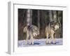 Gray Wolves Walking on Snow-DLILLC-Framed Photographic Print