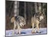 Gray Wolves Walking on Snow-DLILLC-Mounted Photographic Print