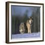 Gray Wolves Walking on Snow-DLILLC-Framed Photographic Print