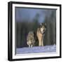 Gray Wolves Walking on Snow-DLILLC-Framed Photographic Print