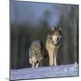 Gray Wolves Walking on Snow-DLILLC-Mounted Photographic Print