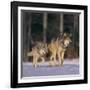 Gray Wolves Walking on Snow-DLILLC-Framed Photographic Print