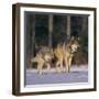 Gray Wolves Walking on Snow-DLILLC-Framed Photographic Print