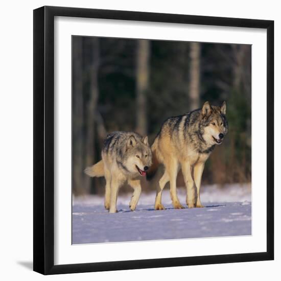 Gray Wolves Walking on Snow-DLILLC-Framed Photographic Print