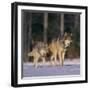 Gray Wolves Walking on Snow-DLILLC-Framed Photographic Print