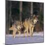 Gray Wolves Walking on Snow-DLILLC-Mounted Photographic Print