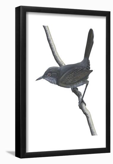Gray Wren-Warbler (Calamonastes Simplex), Birds-Encyclopaedia Britannica-Framed Poster