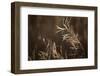 Grayish-white crystalline on a dried plant on a sunlight, blurred background-Paivi Vikstrom-Framed Photographic Print