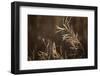 Grayish-white crystalline on a dried plant on a sunlight, blurred background-Paivi Vikstrom-Framed Photographic Print