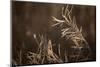 Grayish-white crystalline on a dried plant on a sunlight, blurred background-Paivi Vikstrom-Mounted Photographic Print