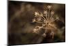 Grayish-white crystalline on a dried plant on a sunlight, blurred background-Paivi Vikstrom-Mounted Photographic Print