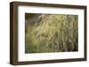 Grayish-white crystalline on a green plant on a bokeh background-Paivi Vikstrom-Framed Photographic Print