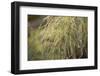 Grayish-white crystalline on a green plant on a bokeh background-Paivi Vikstrom-Framed Photographic Print