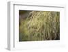 Grayish-white crystalline on a green plant on a bokeh background-Paivi Vikstrom-Framed Photographic Print