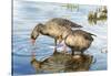 Graylag Geese-Esther van Hulsen-Stretched Canvas