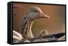 Graylag Gosling (Anser Anser) Resting Under Parent'S Wing, Pusztaszer, Hungary-Bence Mate-Framed Stretched Canvas