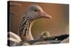 Graylag Gosling (Anser Anser) Resting Under Parent'S Wing, Pusztaszer, Hungary-Bence Mate-Stretched Canvas