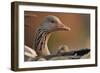 Graylag Gosling (Anser Anser) Resting Under Parent'S Wing, Pusztaszer, Hungary-Bence Mate-Framed Photographic Print