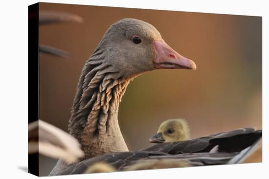 Graylag Gosling (Anser Anser) Resting Under Parent'S Wing, Pusztaszer, Hungary-Bence Mate-Stretched Canvas