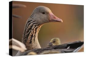 Graylag Gosling (Anser Anser) Resting Under Parent'S Wing, Pusztaszer, Hungary-Bence Mate-Stretched Canvas