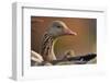 Graylag Gosling (Anser Anser) Resting Under Parent'S Wing, Pusztaszer, Hungary-Bence Mate-Framed Photographic Print