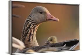 Graylag Gosling (Anser Anser) Resting Under Parent'S Wing, Pusztaszer, Hungary-Bence Mate-Framed Photographic Print