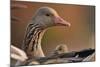 Graylag Gosling (Anser Anser) Resting Under Parent'S Wing, Pusztaszer, Hungary-Bence Mate-Mounted Photographic Print