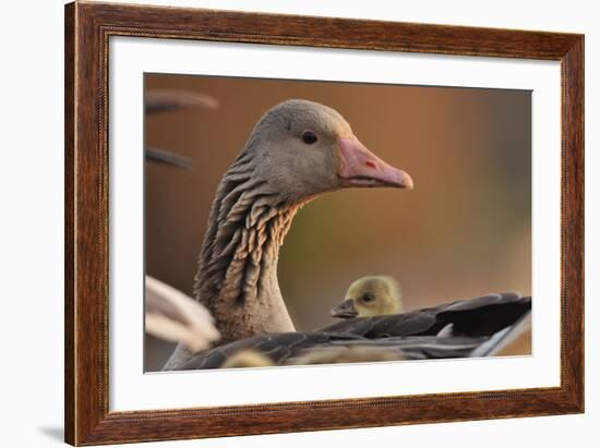 Graylag Gosling (Anser Anser) Resting Under Parent'S Wing, Pusztaszer, Hungary-Bence Mate-Framed Photographic Print