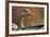 Graylag Gosling (Anser Anser) Resting Under Parent'S Wing, Pusztaszer, Hungary-Bence Mate-Framed Photographic Print