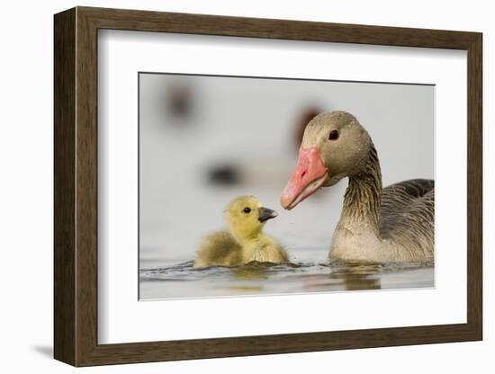 Graylag gosling with parent, Lake Csaj, Pusztaszer, Hungary-Bence Mate-Framed Photographic Print