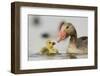 Graylag gosling with parent, Lake Csaj, Pusztaszer, Hungary-Bence Mate-Framed Photographic Print