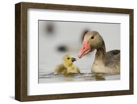 Graylag gosling with parent, Lake Csaj, Pusztaszer, Hungary-Bence Mate-Framed Photographic Print