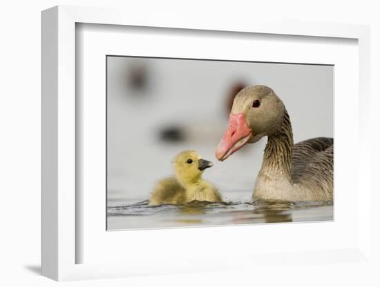 Graylag gosling with parent, Lake Csaj, Pusztaszer, Hungary-Bence Mate-Framed Photographic Print