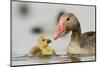 Graylag gosling with parent, Lake Csaj, Pusztaszer, Hungary-Bence Mate-Mounted Photographic Print