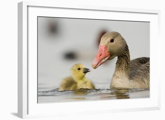 Graylag gosling with parent, Lake Csaj, Pusztaszer, Hungary-Bence Mate-Framed Photographic Print