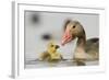 Graylag gosling with parent, Lake Csaj, Pusztaszer, Hungary-Bence Mate-Framed Photographic Print