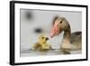Graylag gosling with parent, Lake Csaj, Pusztaszer, Hungary-Bence Mate-Framed Photographic Print