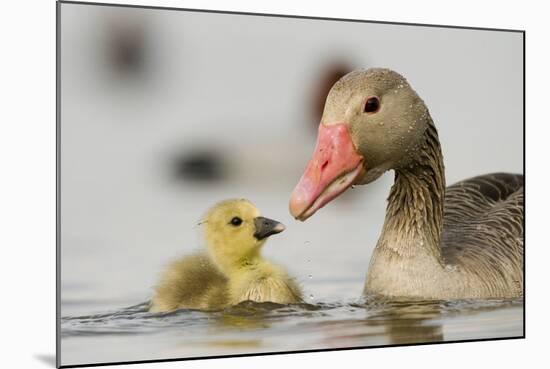 Graylag gosling with parent, Lake Csaj, Pusztaszer, Hungary-Bence Mate-Mounted Photographic Print