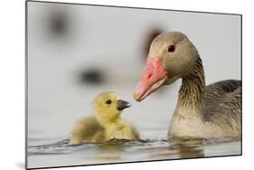 Graylag gosling with parent, Lake Csaj, Pusztaszer, Hungary-Bence Mate-Mounted Photographic Print