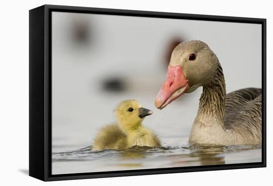 Graylag gosling with parent, Lake Csaj, Pusztaszer, Hungary-Bence Mate-Framed Stretched Canvas