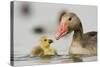 Graylag gosling with parent, Lake Csaj, Pusztaszer, Hungary-Bence Mate-Stretched Canvas