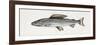 Grayling (Thymallus Thymallus), Salmonidae-null-Framed Giclee Print