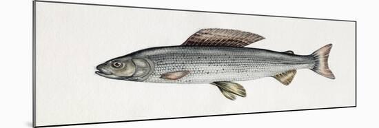 Grayling (Thymallus Thymallus), Salmonidae-null-Mounted Giclee Print